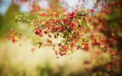 _B1A1604 Steffen Eriksen røde bær