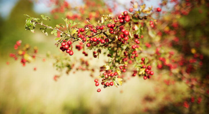 _B1A1604 Steffen Eriksen røde bær